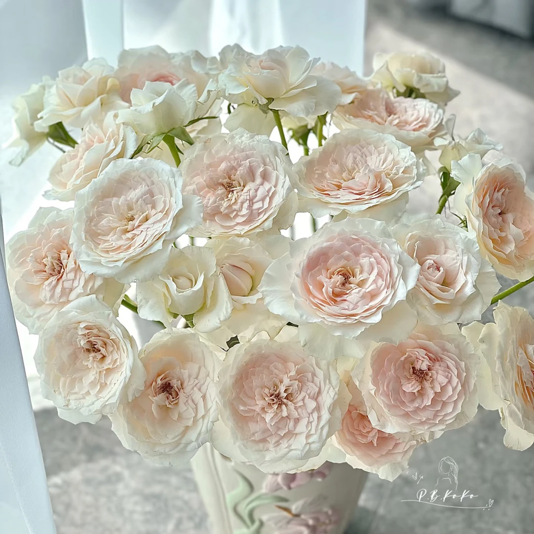 【俏夕阳】芬芳玫瑰 任拍满三单顺丰空运包邮鲜切花10支装%20不售后