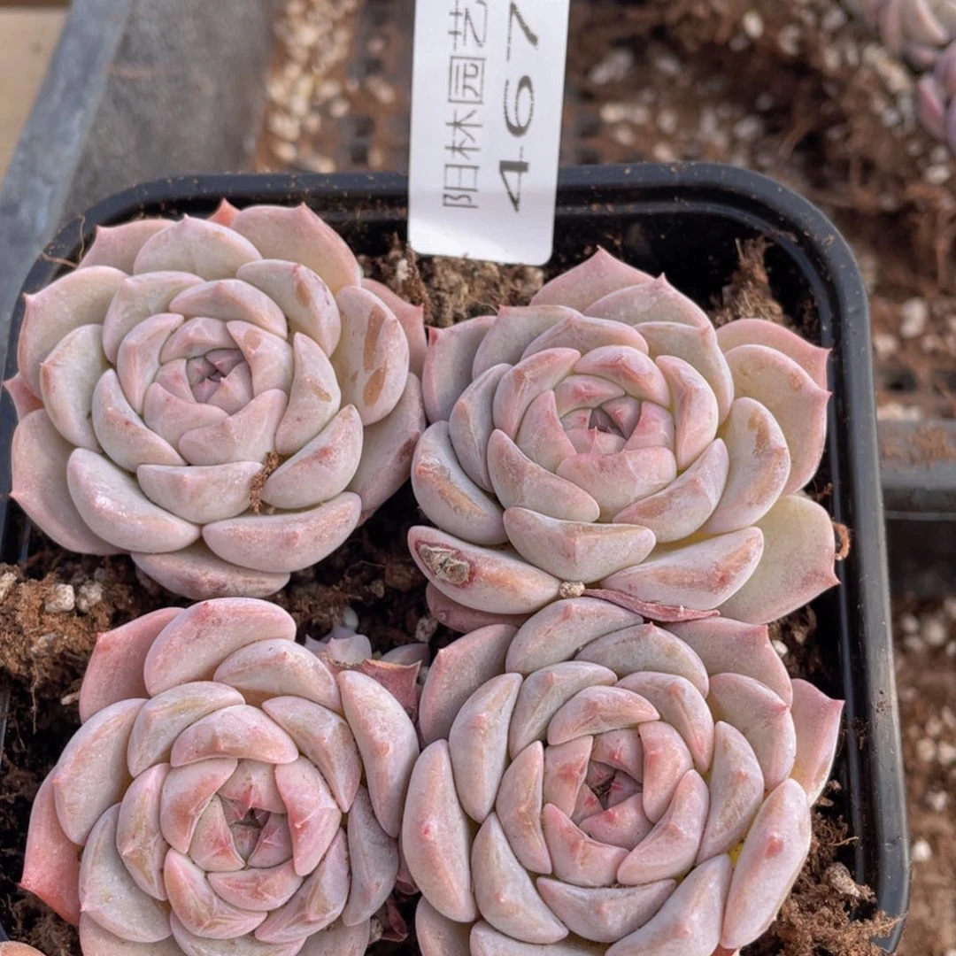 多肉植物多肉植物467