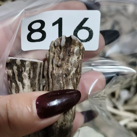 悟***意鹿角鹿角鹿角鹿角鹿角鹿角