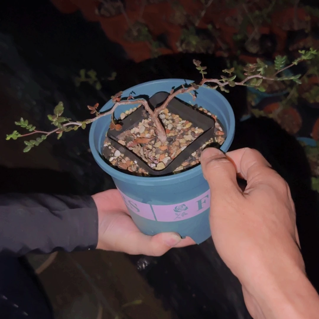 K***g块根植物块根植物
