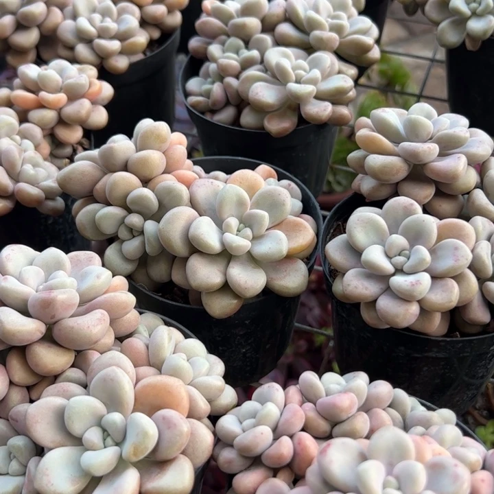 新疆包邮 艾伦群