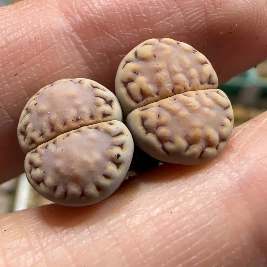 8.22。    饼干。  9031