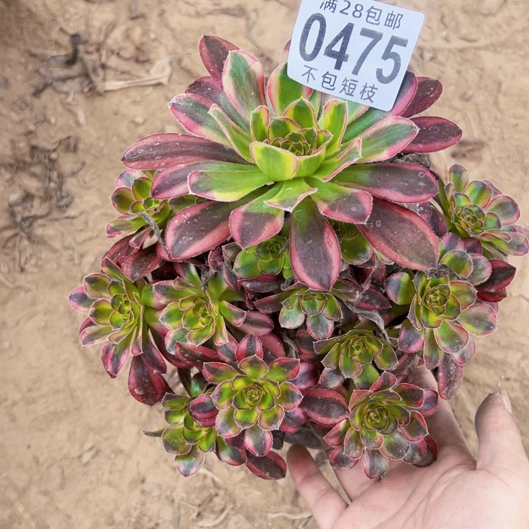 0475冰淇淋多肉植物法师