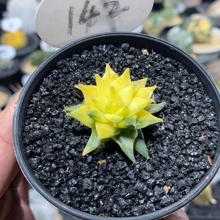 实生帝冠锦142号4cm