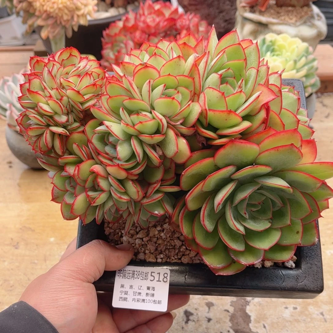 518牡丹亭缀德华多肉