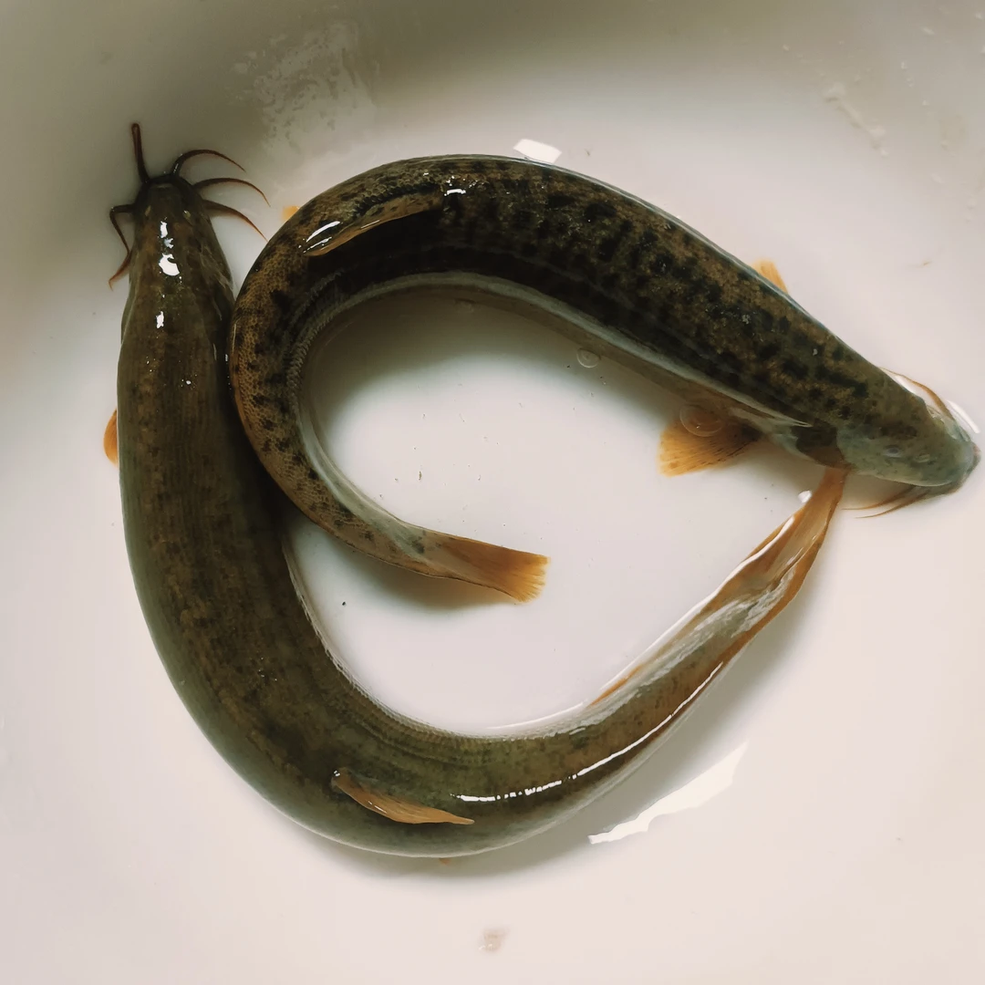 刺鳅刀鳅原生鱼冷水淡水溪流观赏鱼活体