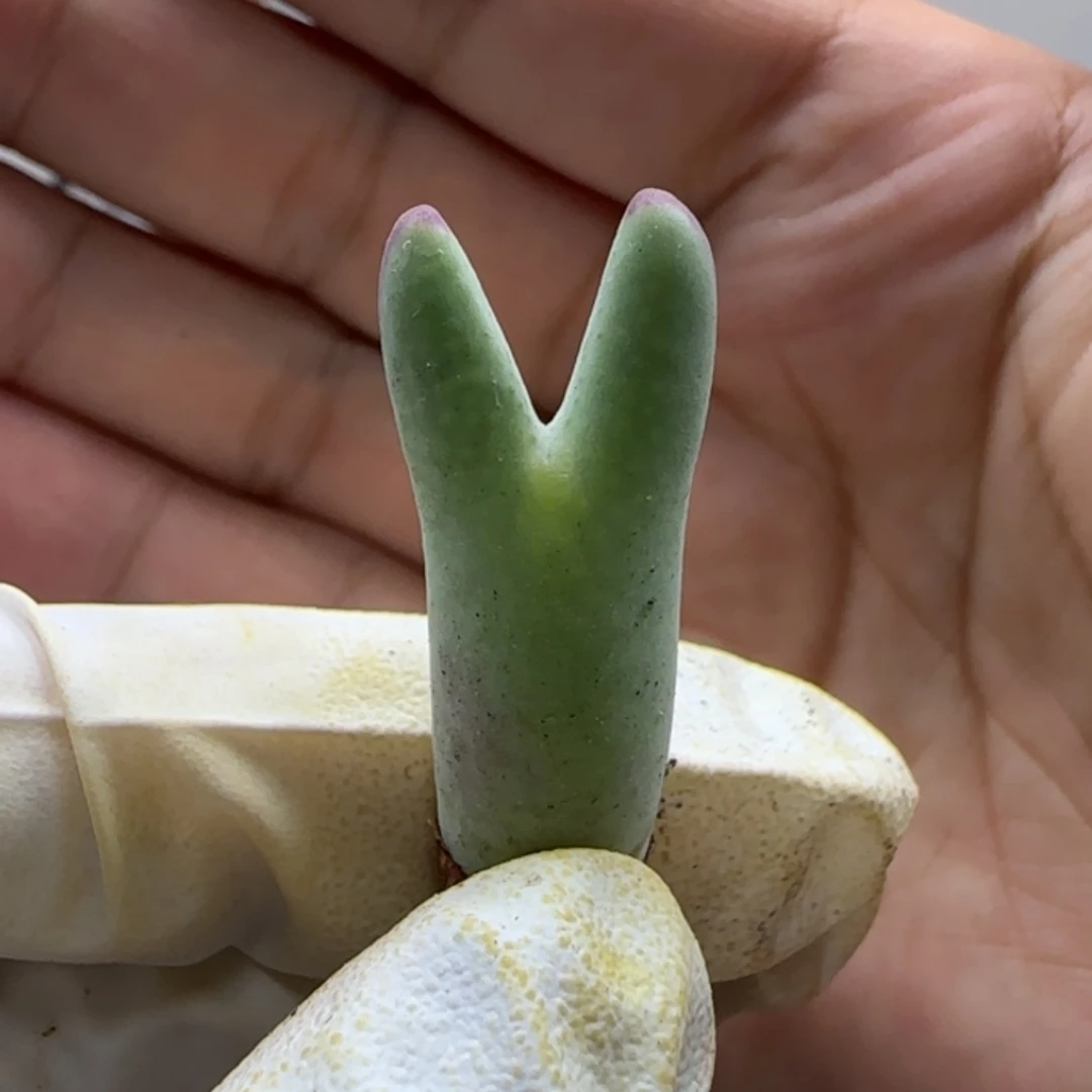 阿***敏7-7-当天满38包邮毛皮卡丘脱土