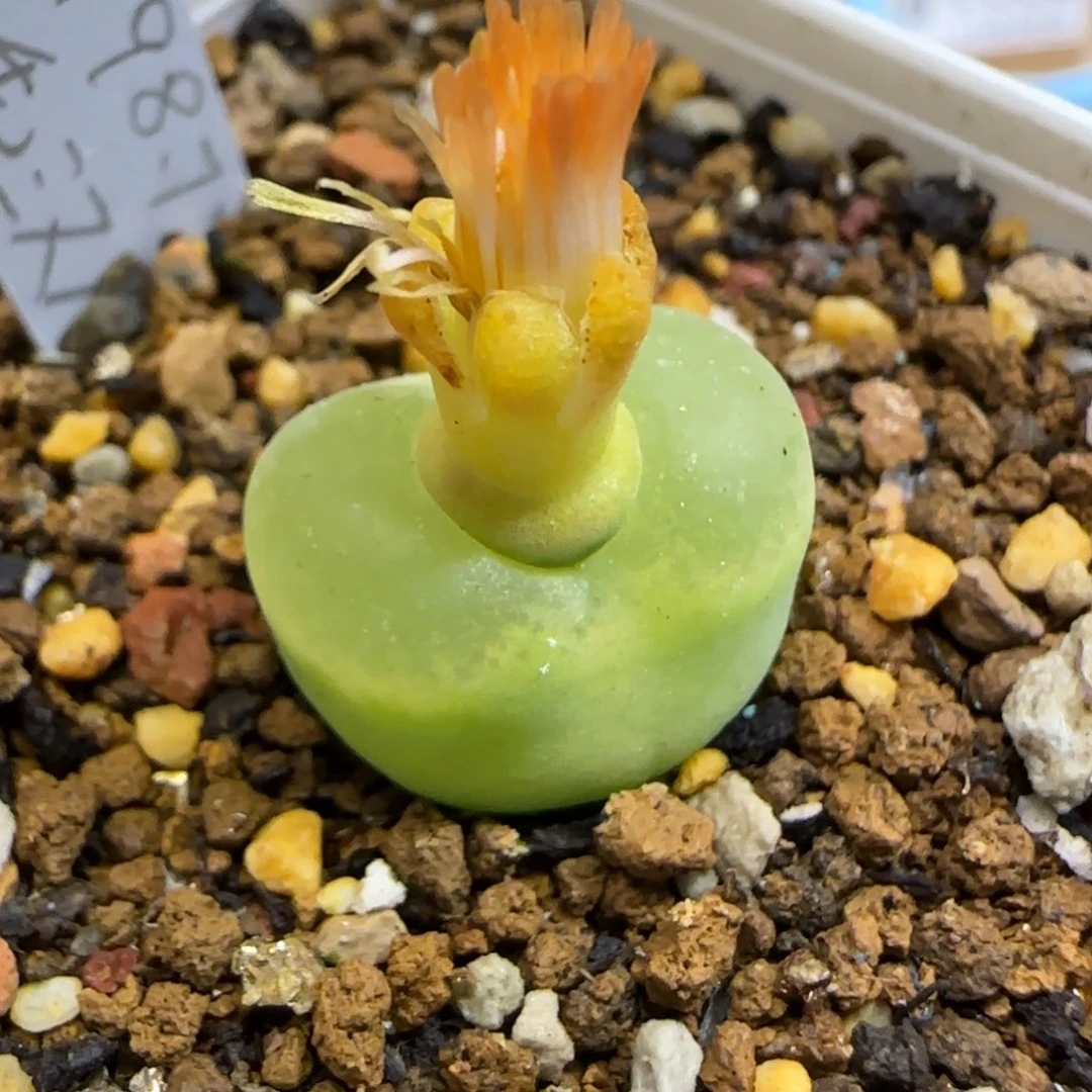 11.27..78o泡.9025尺寸1.7cm