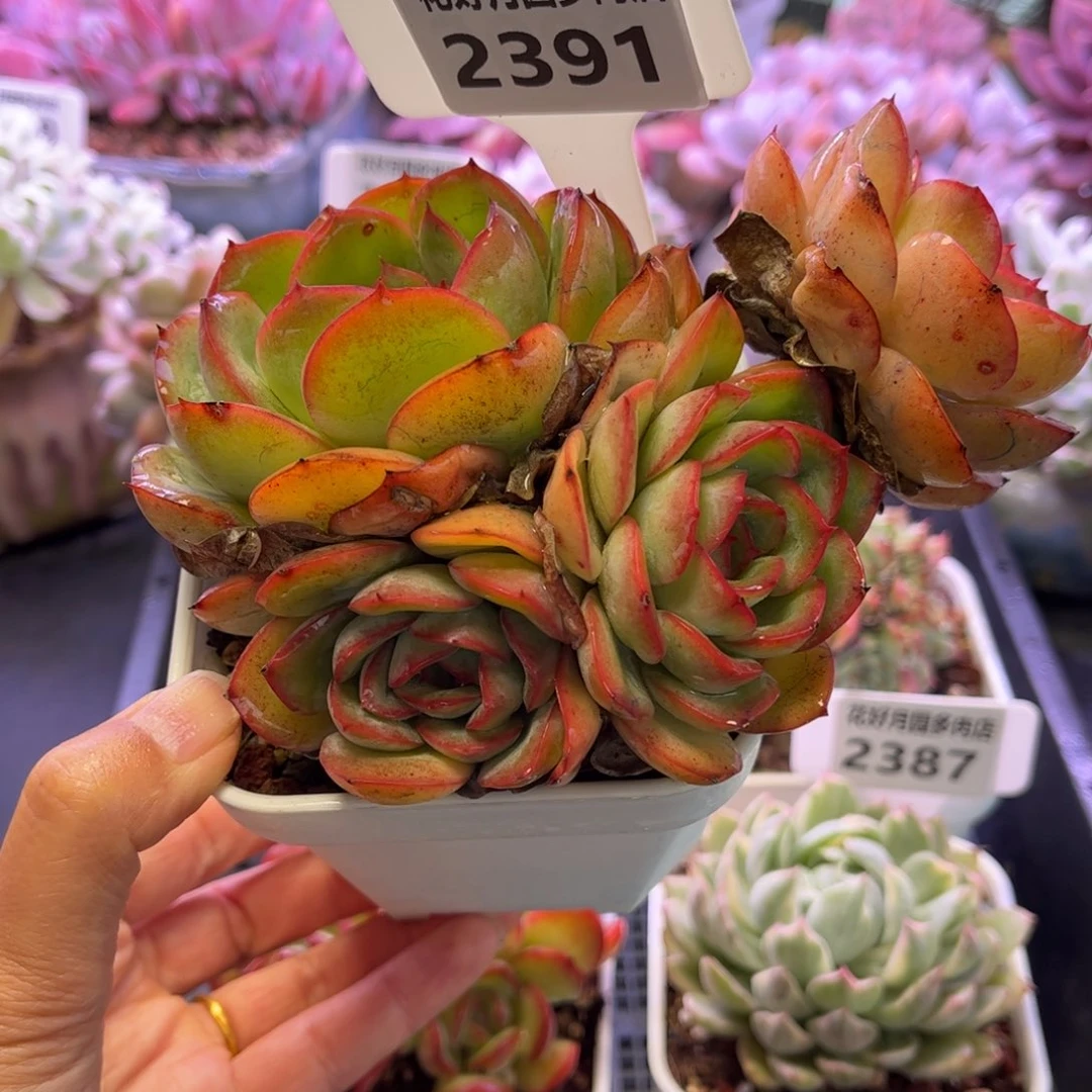 2391 满30包邮天冷地区必拍保温箱