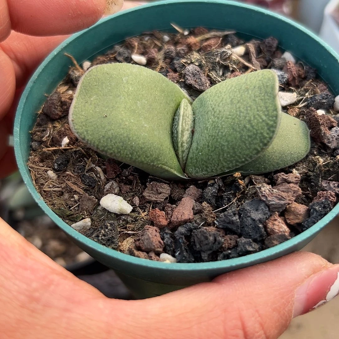 多肉植物小恐龙蜗牛