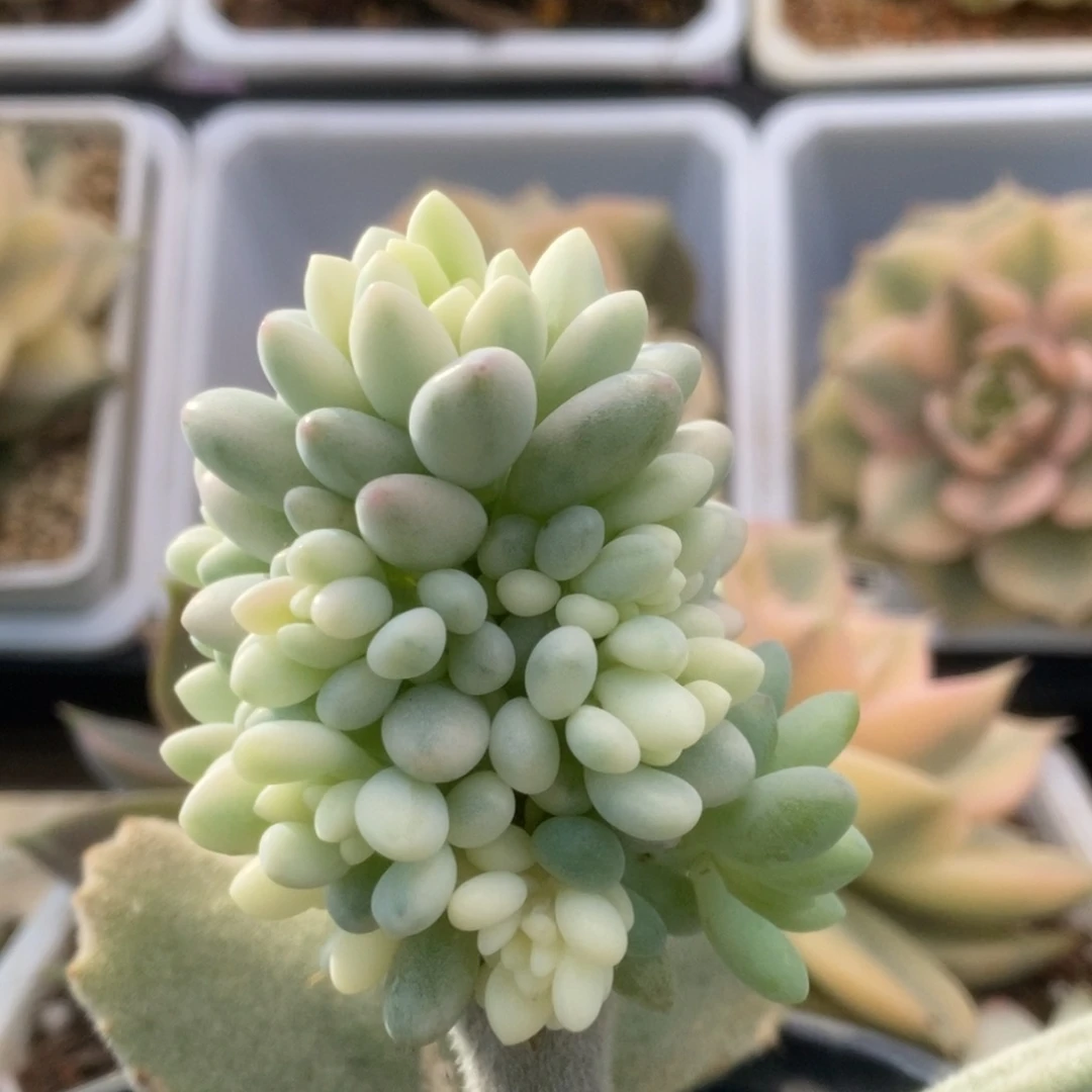 115鱼子酱锦锦锦锦锦