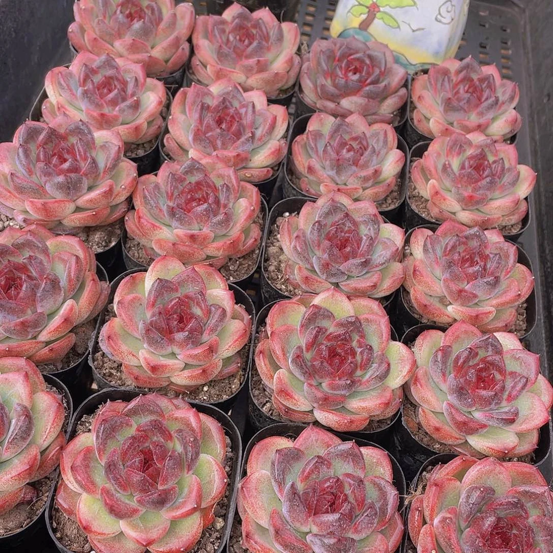 量拍69号 暗夜单头一个