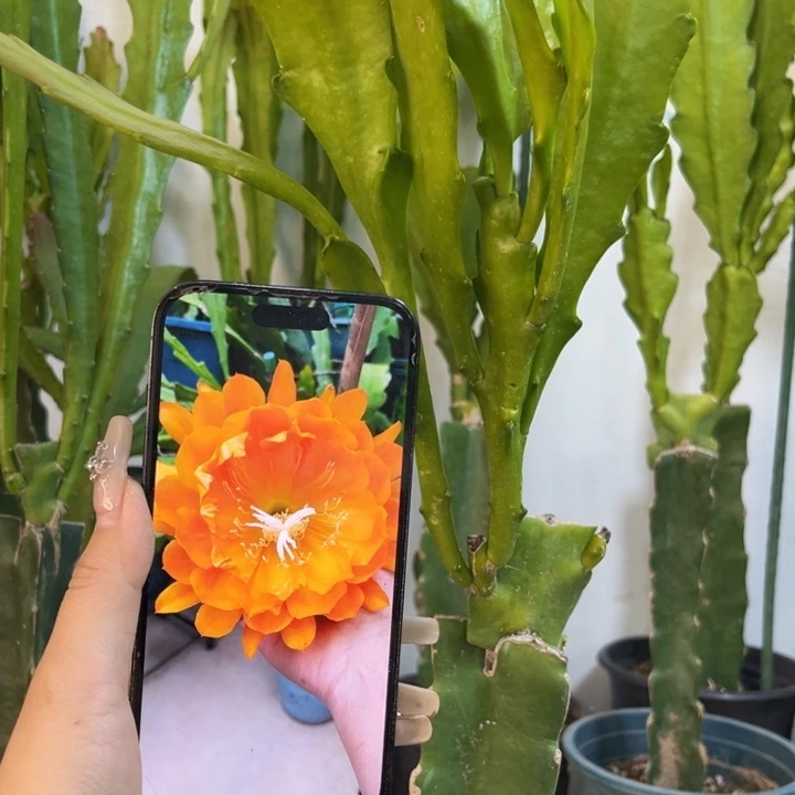 当前无花栽培后可以开花580