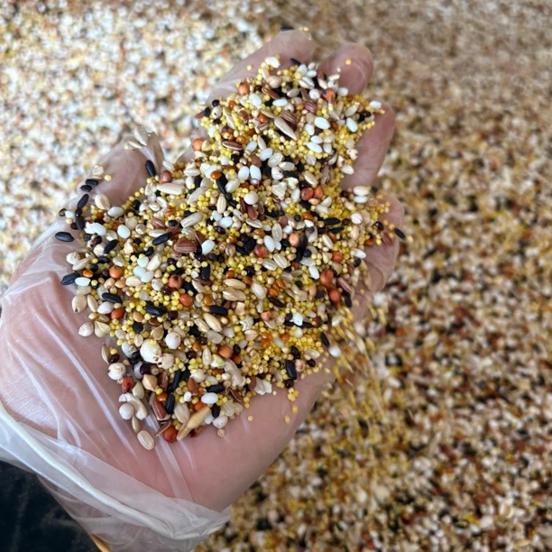 自配下乳粮职业教练配方种鸽下乳粮