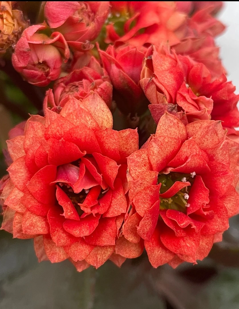 【热情桑巴）】120长寿花（拍够两单起发！）