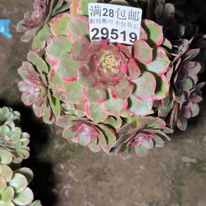 伦***喂29519莲花座多肉植物