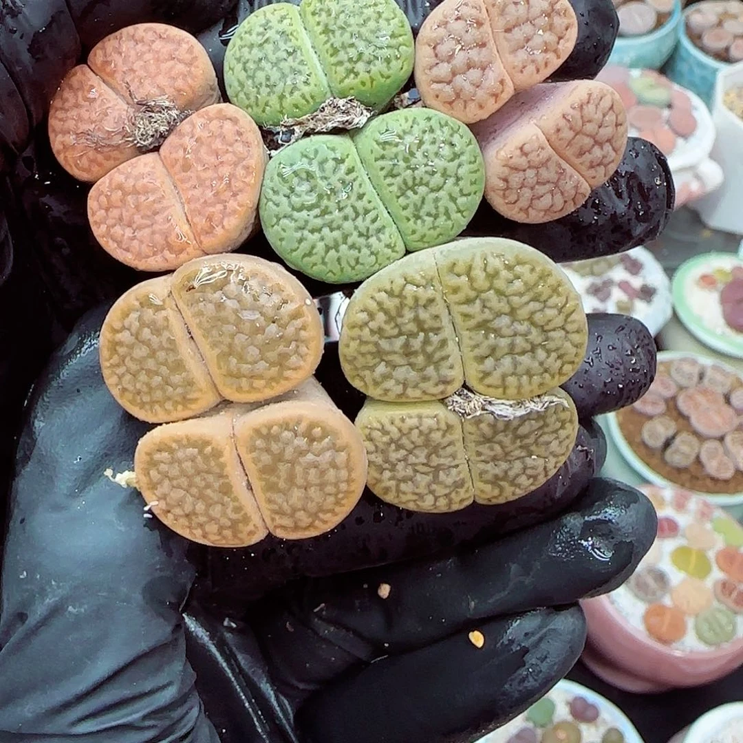 生石花满18包邮1209-174