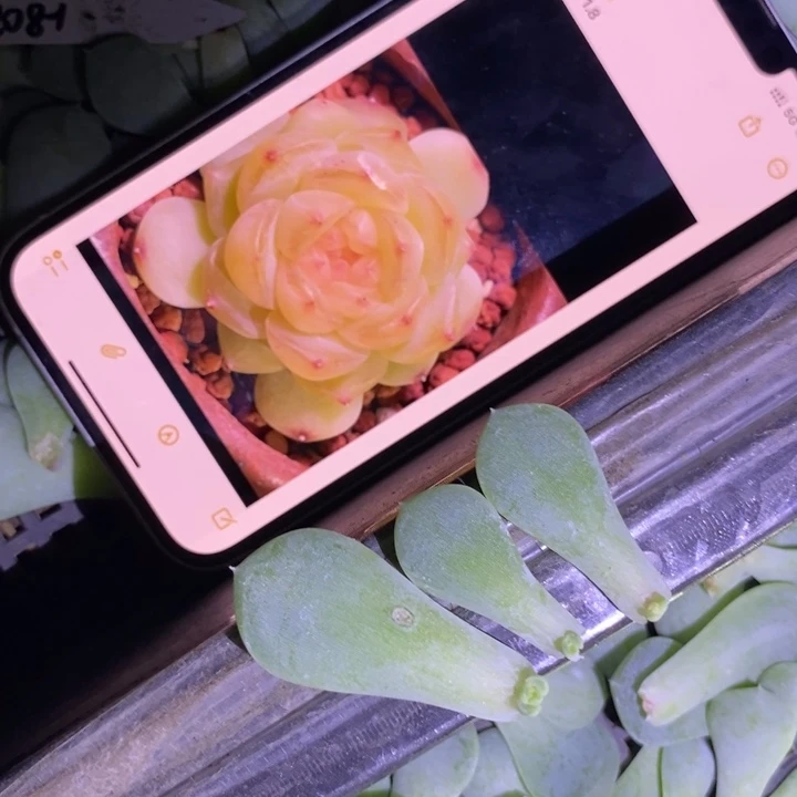 208-1叶片带芽3片一份