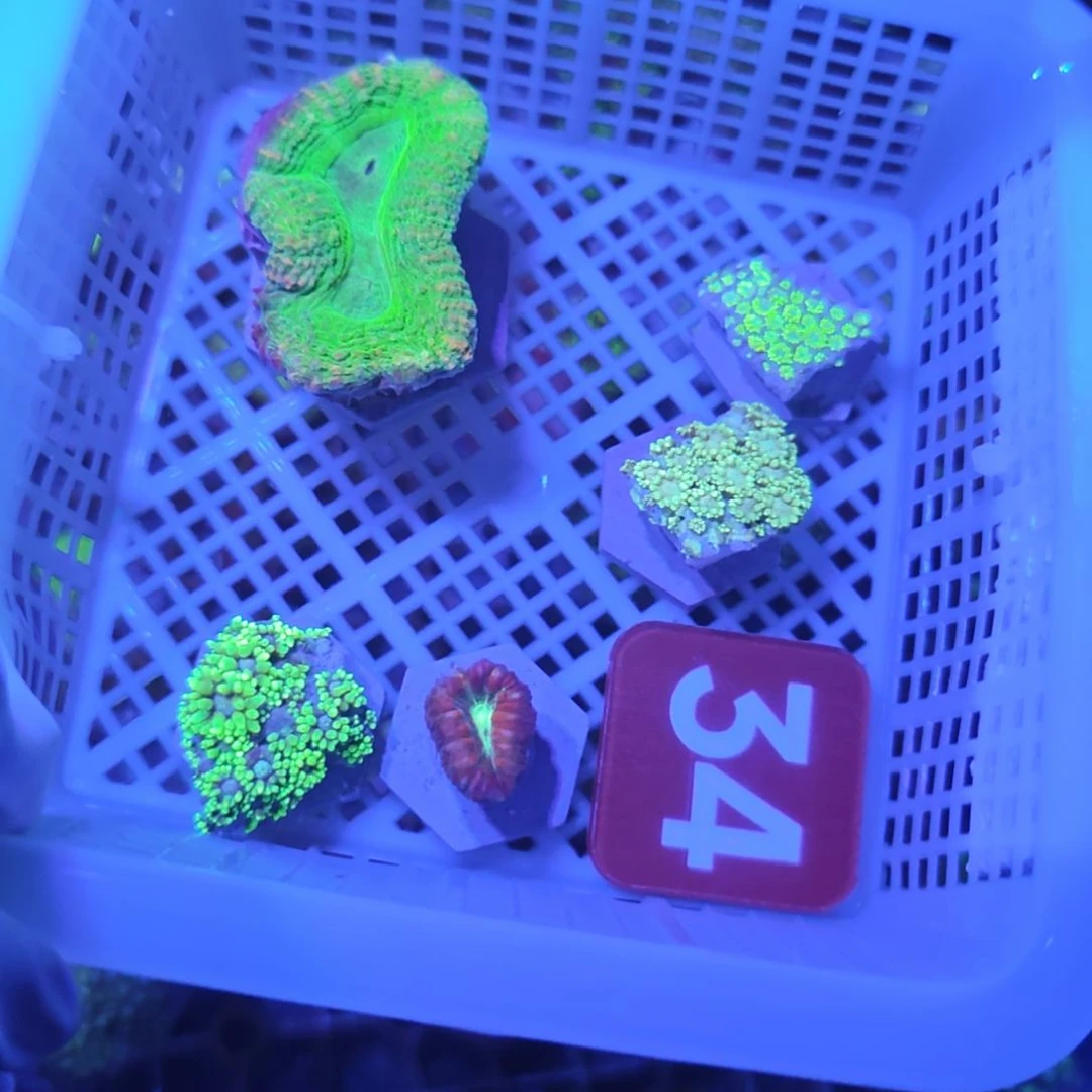中国大陆34 号框 29 号发货