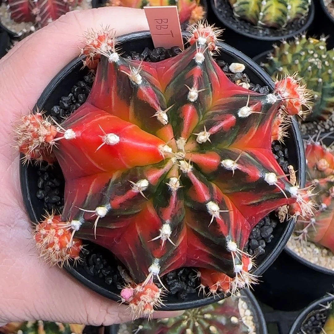 N27-1227泰国米哈bbt