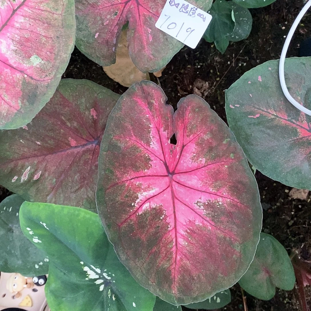 *****完全开放海王专拍