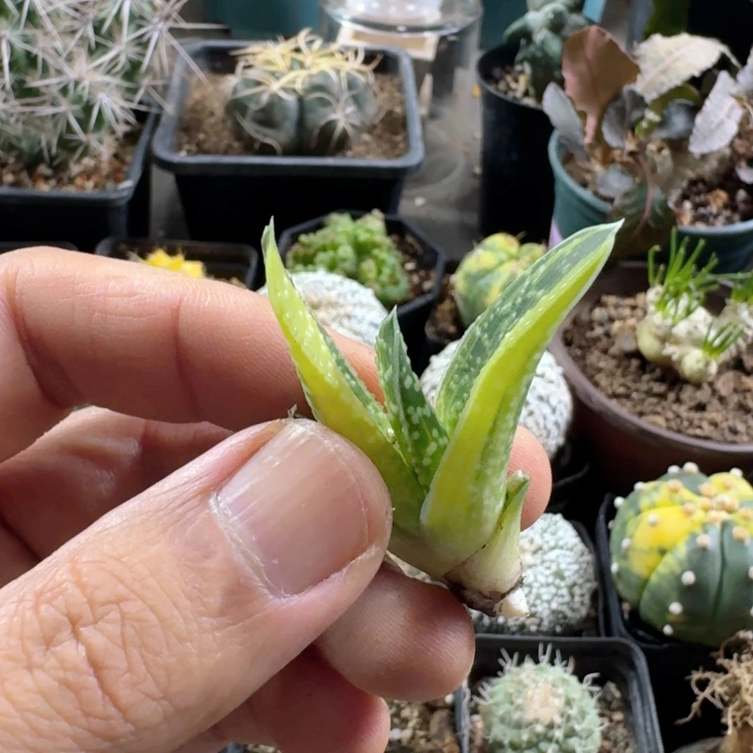 766卧牛锦无根侧芽