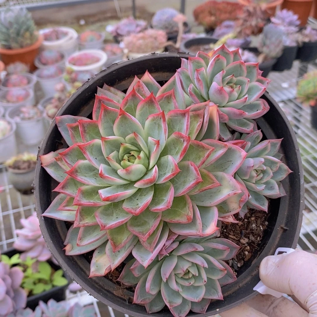 7581蓝龙老桩一物一拍