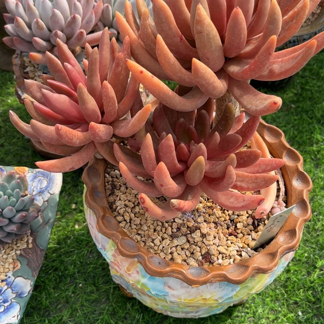多肉植物多肉植物