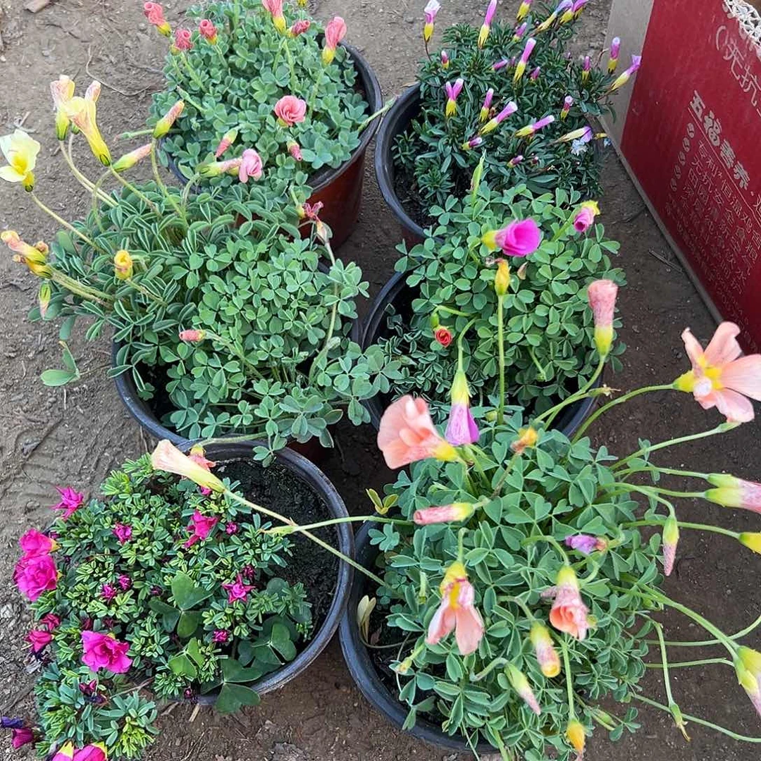 多肉植物六盆酢浆草