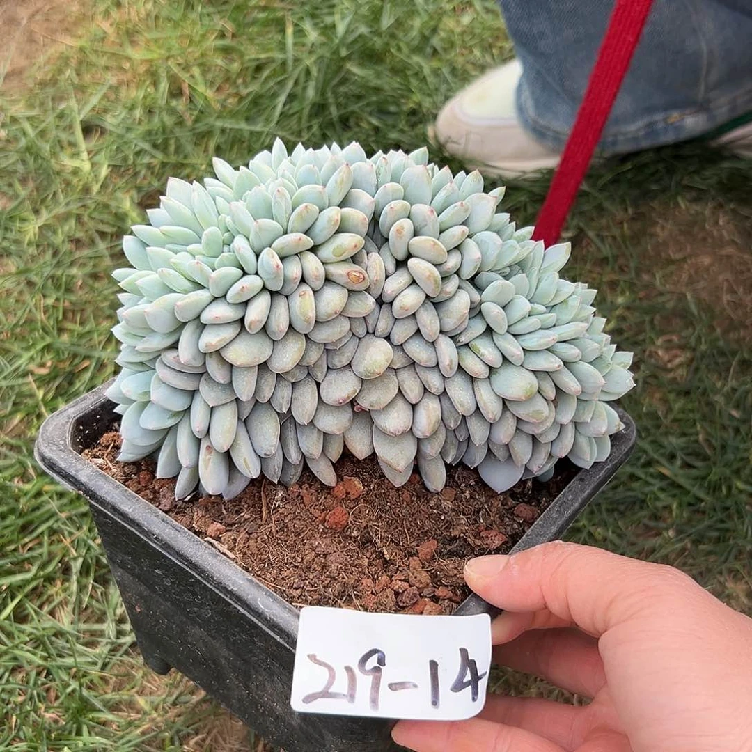 219-14橙子缀叶插多肉