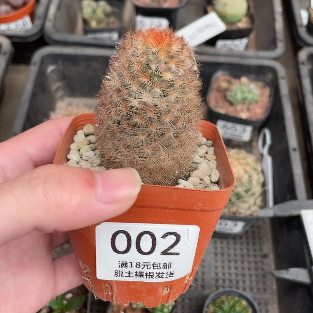 02红刺嘉文（满18包邮）