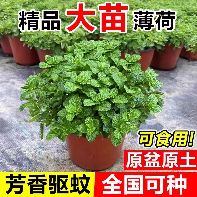 薄荷盆栽新鲜可食用薄荷叶留兰香苗室内驱蚊植物桌面盆栽绿植