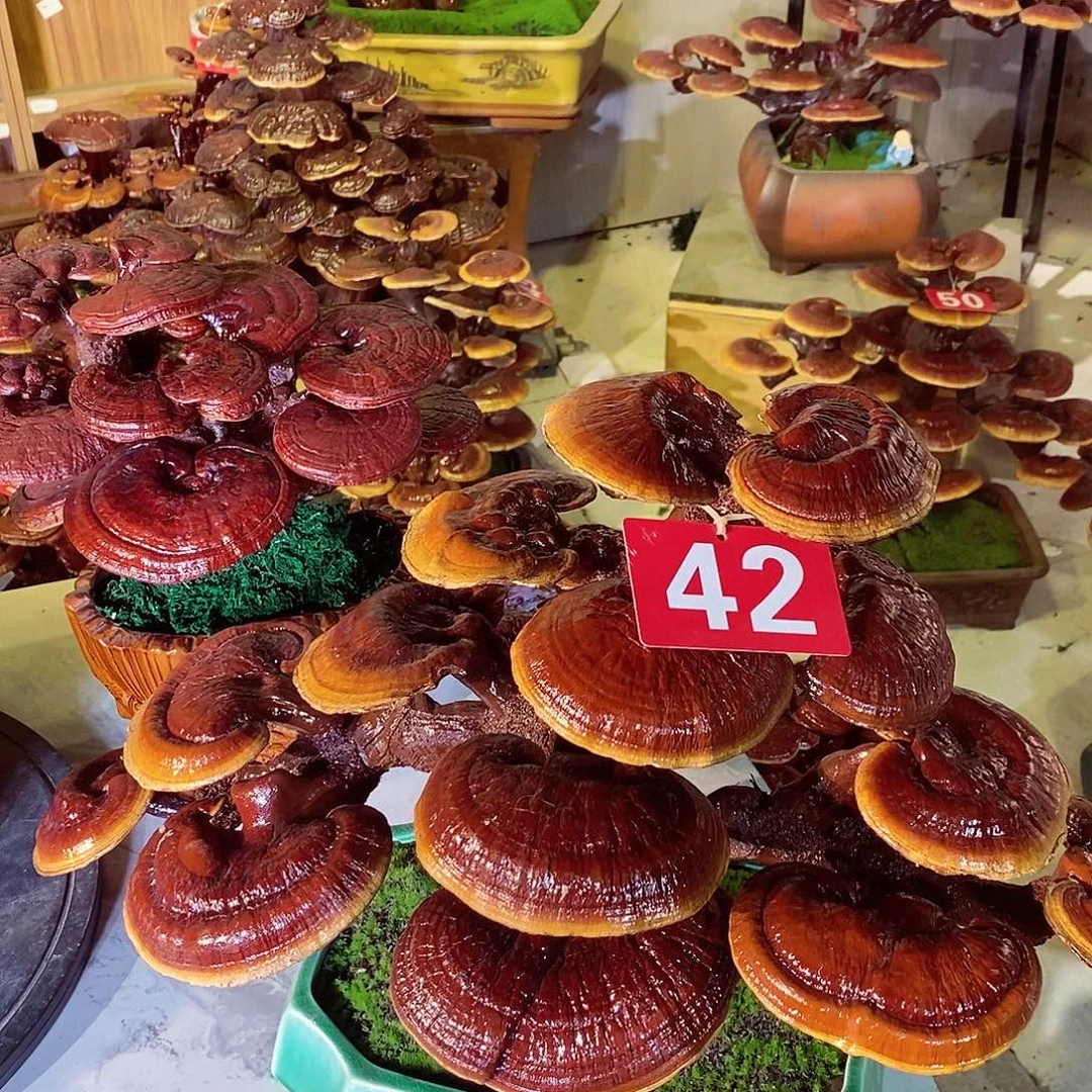 水***，无花朵发财树大财树大财树大福