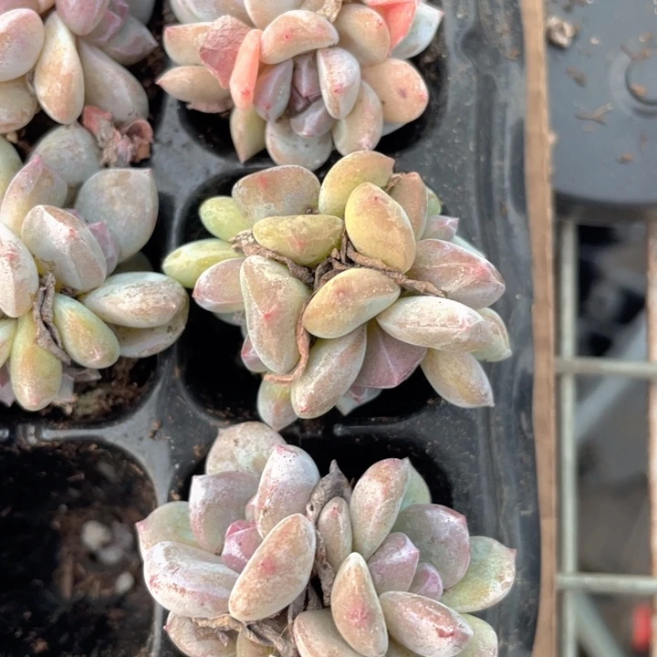 星影群发2颗满18包邮