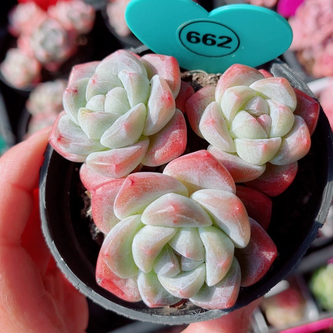 662号小老桩冰玉群