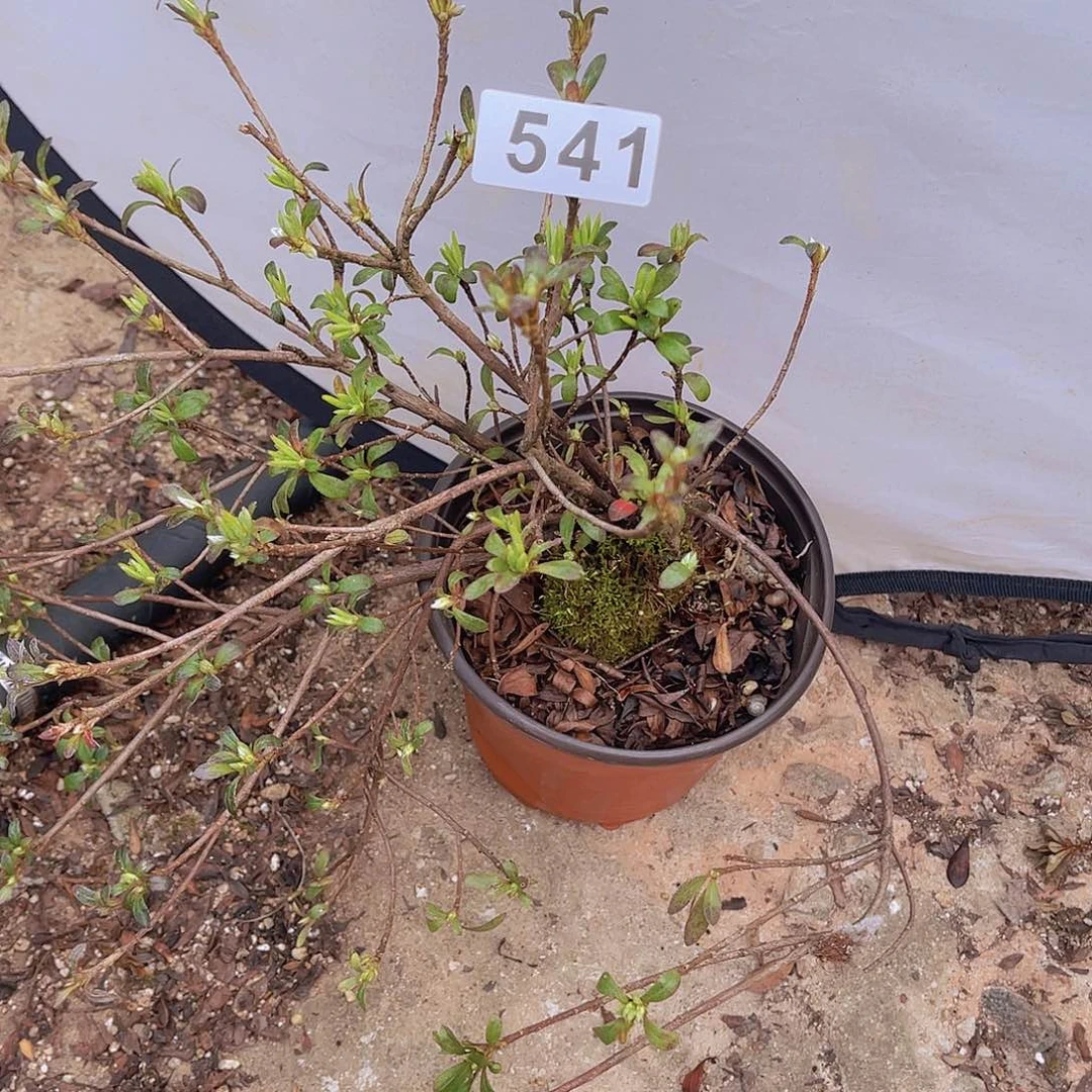 红陶直播时间一直一直