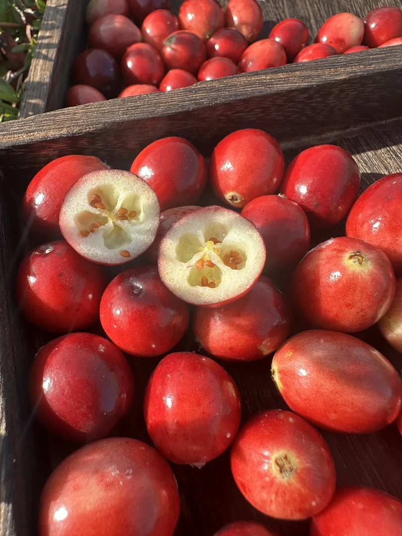 虎林蔓越莓新鲜鲜果小柿子（大小都有）有小的介意慎拍小红果东北