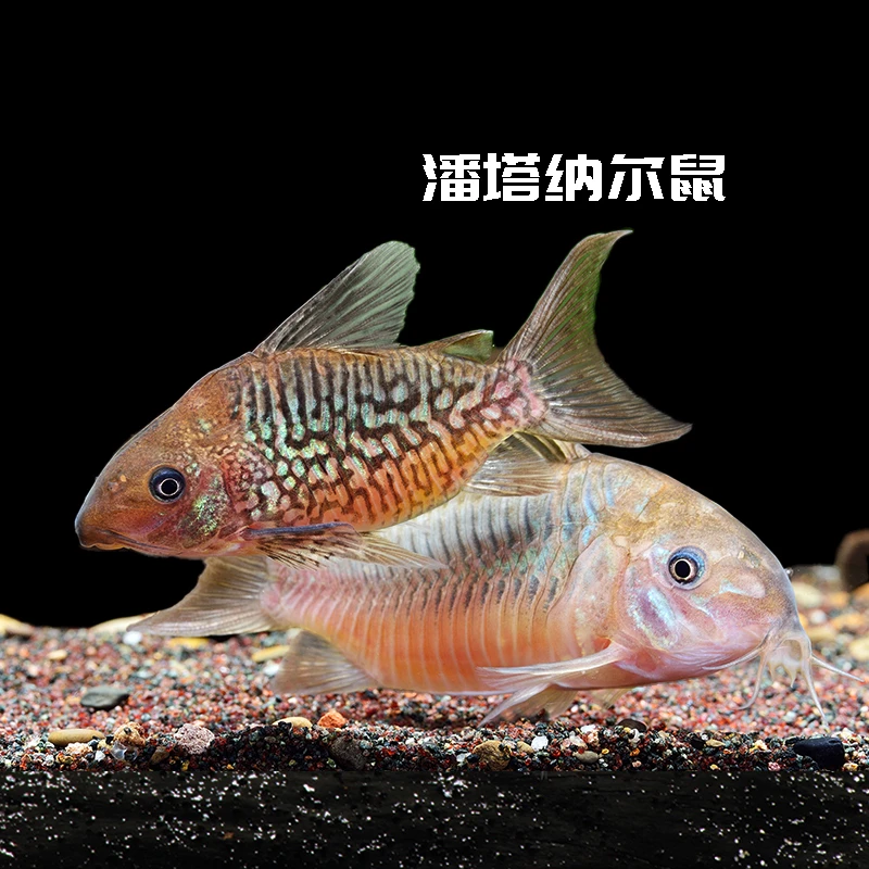 央央水族 潘鼠黑剑紫罗兰春节福利专贴