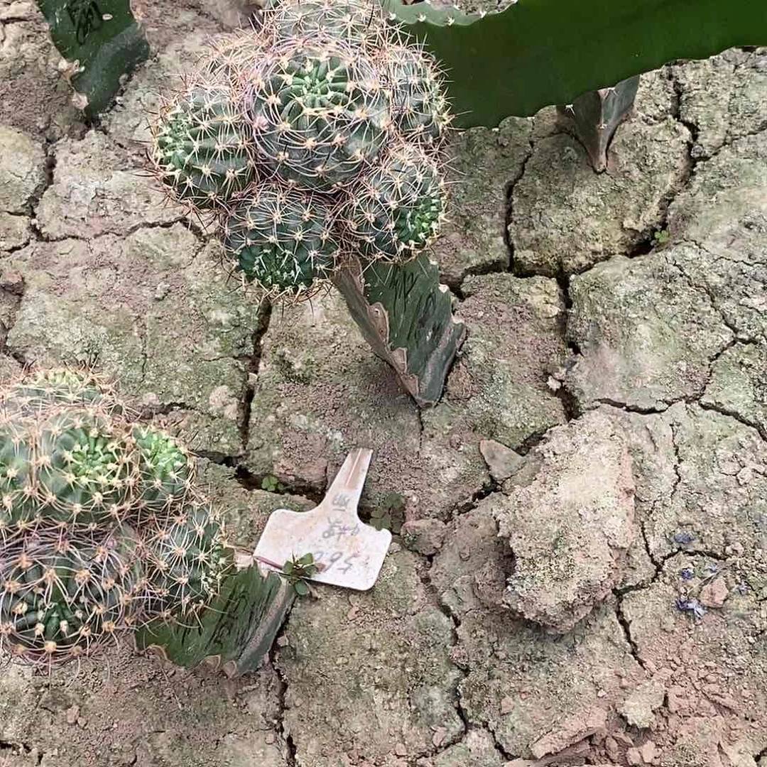 l*林丽爱丽丝脱土发货