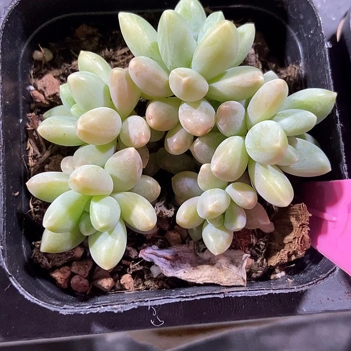 多肉植物阿蒂群10