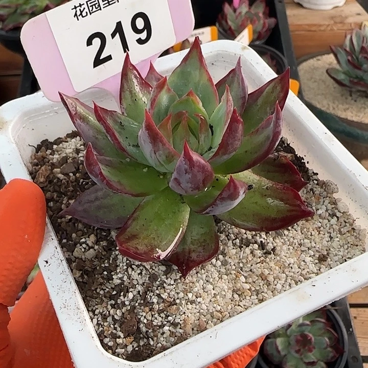 红***薇219 惊鸿仙子多肉植物