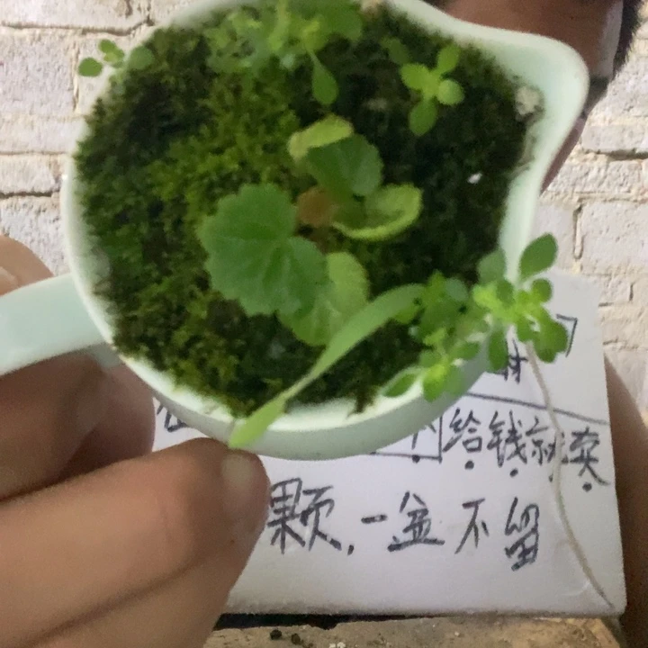 退款拉黑一物一拍240