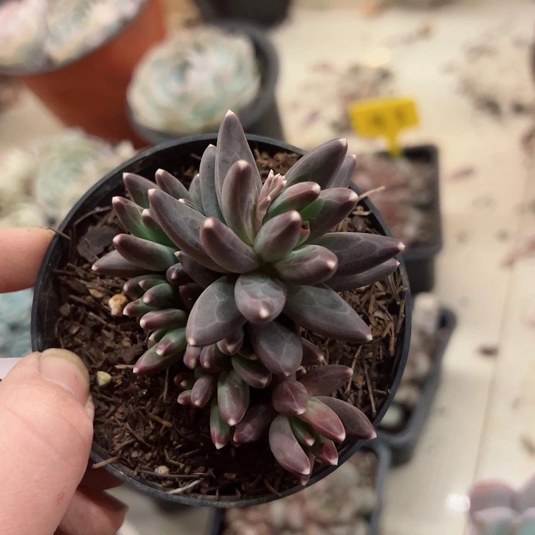 乌拉克拉小多头群生