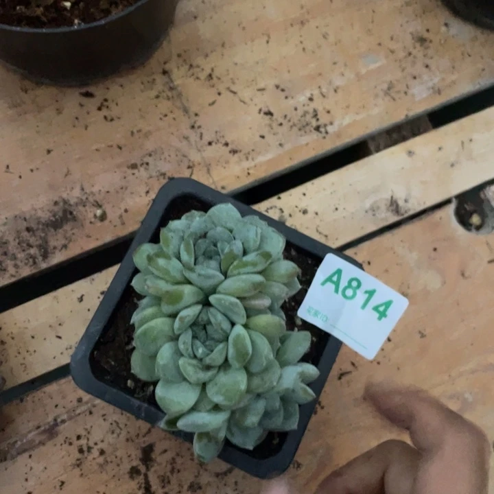L***u哈哈哈哈健华哈哈哈哈哈814