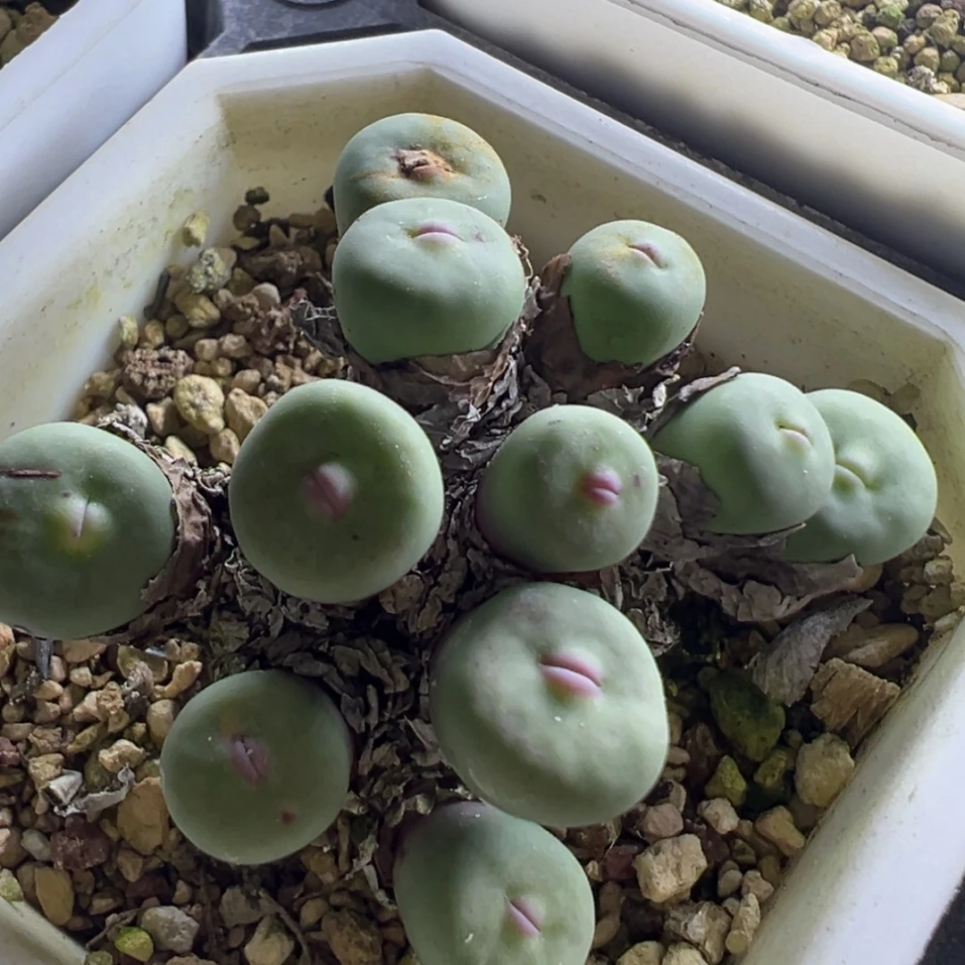 粉嘴嘟嘟 肉锥植物