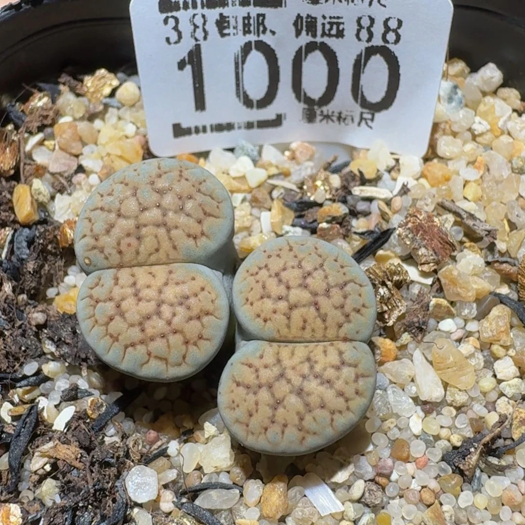 Ssss精品生石花1000德州
