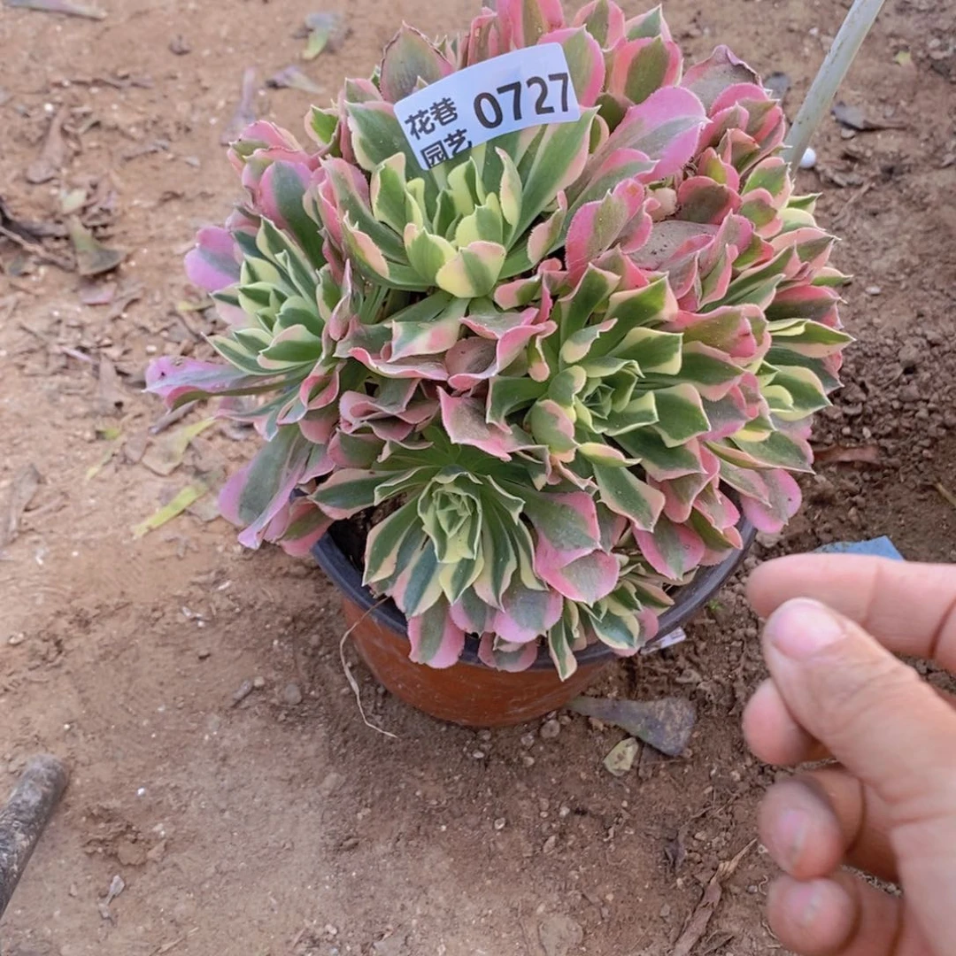 727 号一物一拍多肉植物