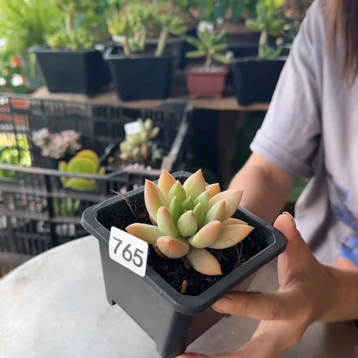 765号 一物一拍 一物一拍