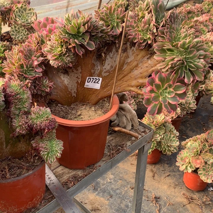 722香妃缀多肉法师