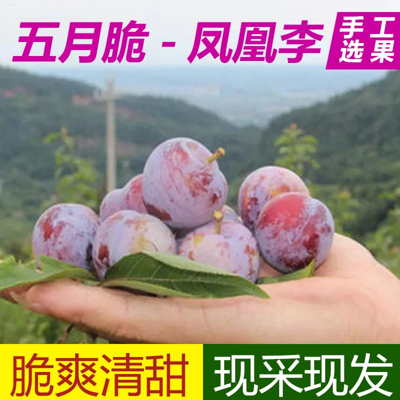 【树上熟果】五月脆凤凰李一点红李子新鲜应当季非茵红脱骨李子